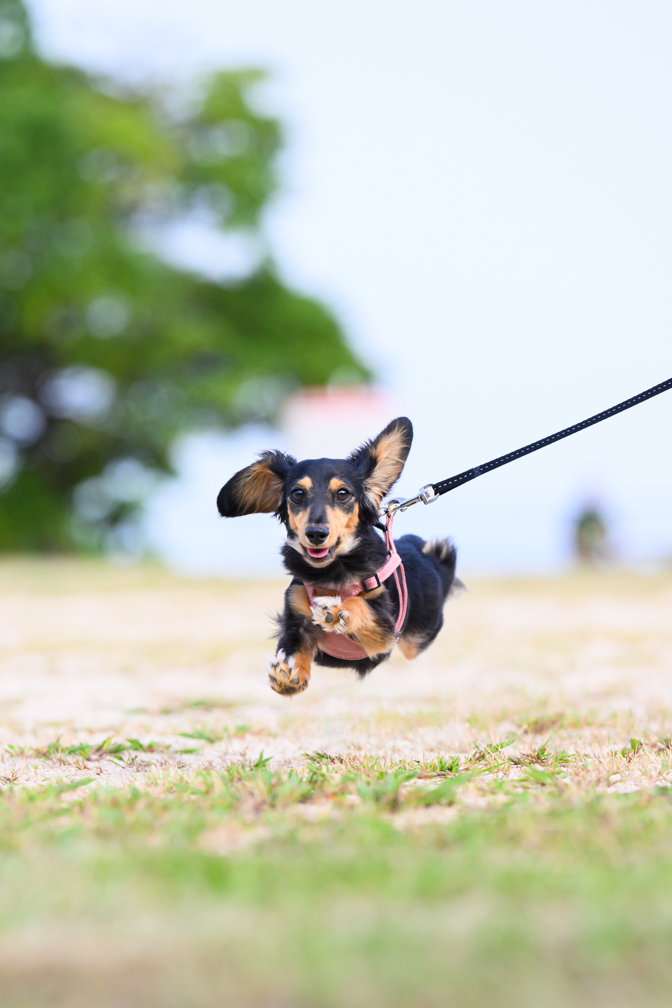 dographyが撮影した、屋外で自然な表情を見せる愛犬